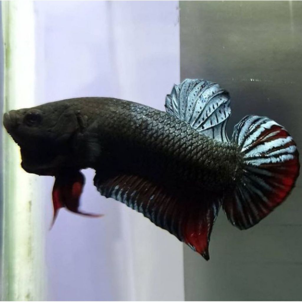 IkanCupang