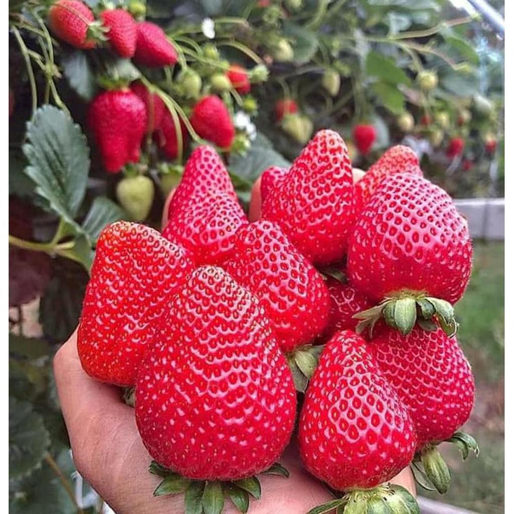 Bibit Tanaman Stroberi Jumbo Manis