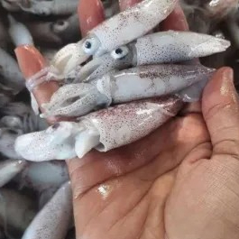 cumi basah kecil 1kg