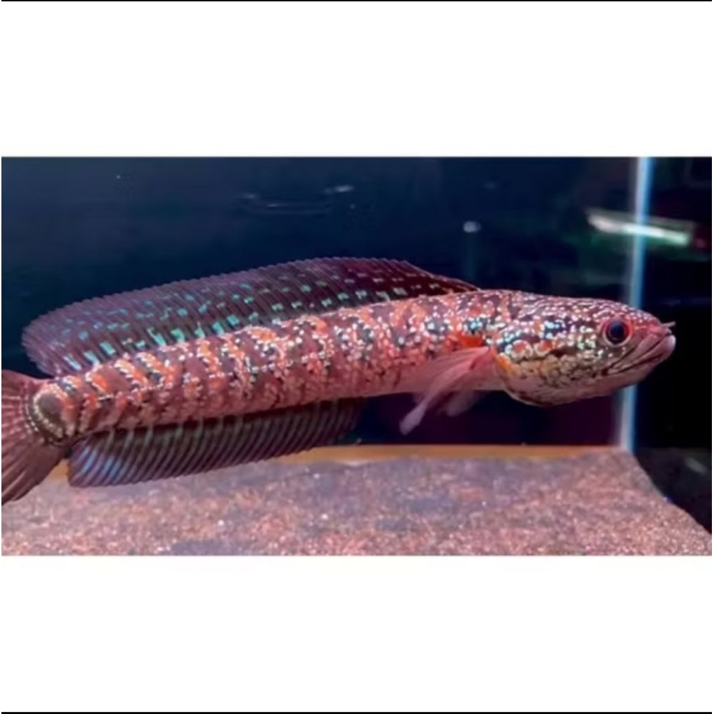 asiyaticaaa red 10cm
