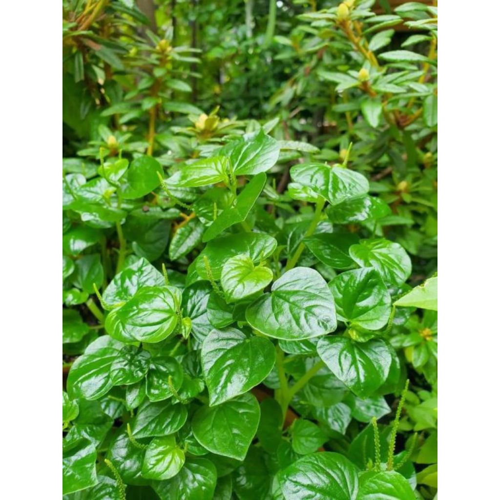 daun sirih china