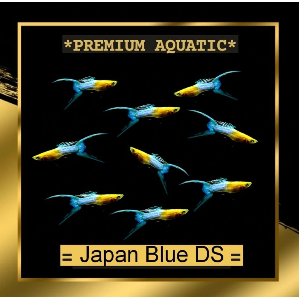 japan blue double sword