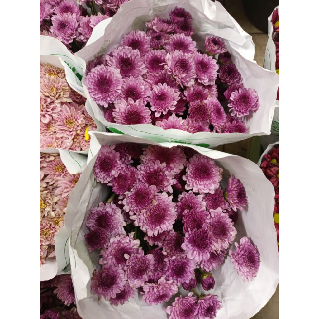 bunga aster premium isi 10 batang bunga fresh dan segar