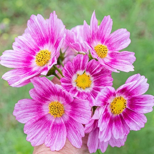 3 Benih Biji Bunga COSMOS Happy Ring