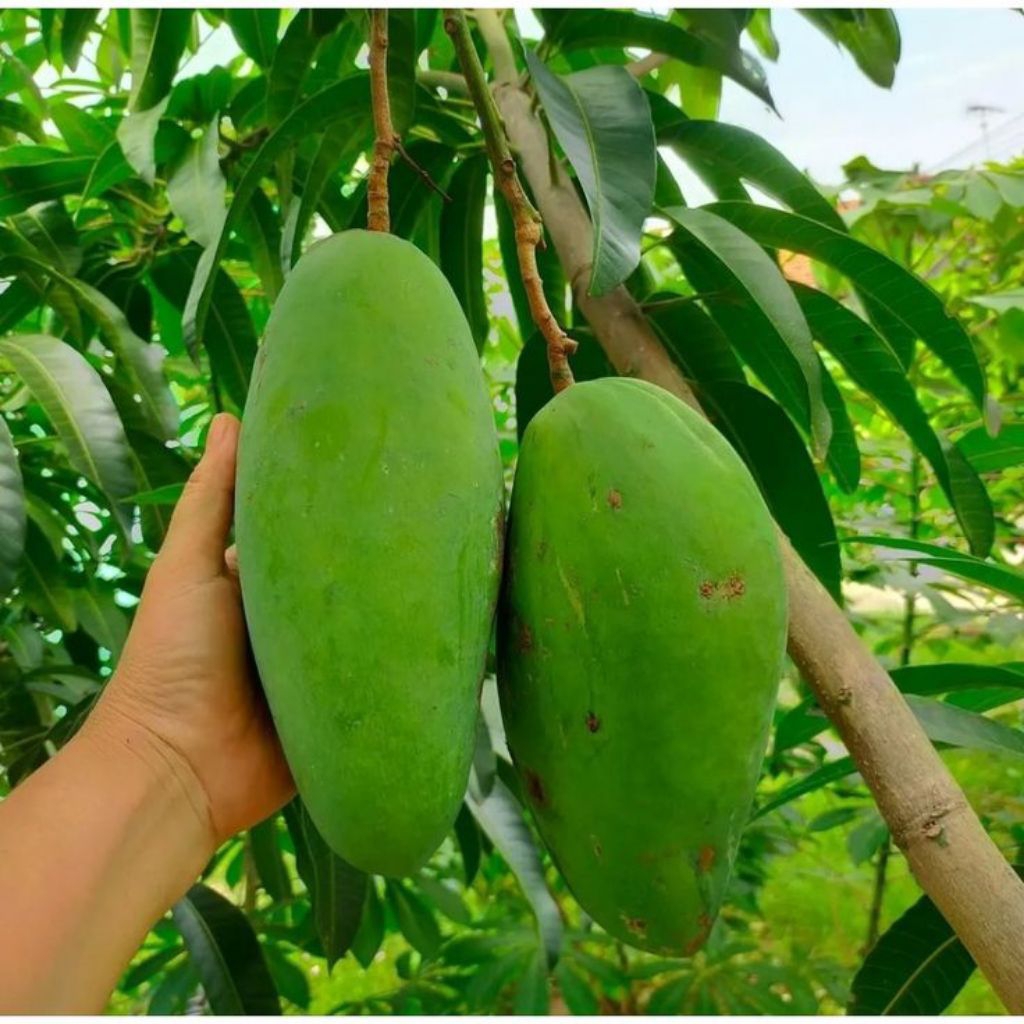 BIBIT mangga Mahatir