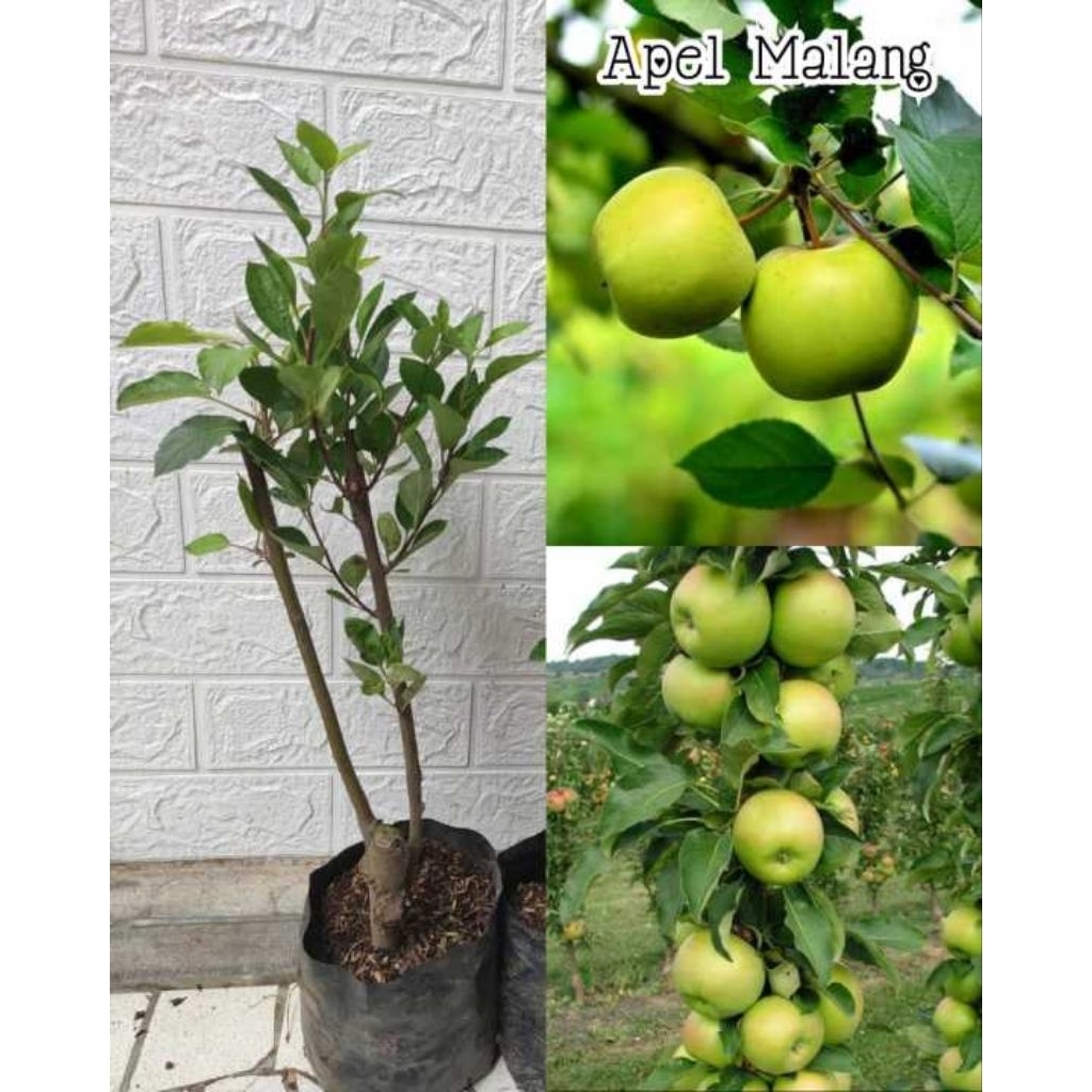 bibit apel manalagi