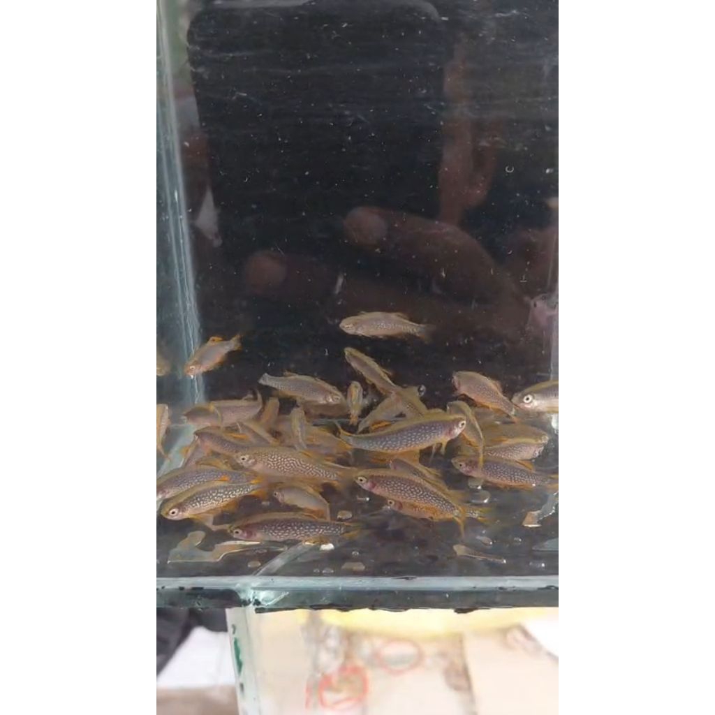 Rasbora galaxy 1,6-2cm