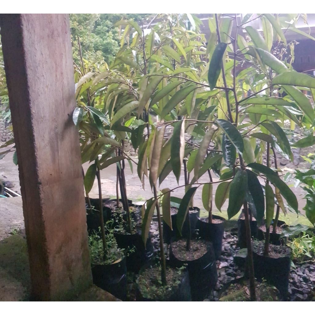 Bibit Durian Duri Hitam