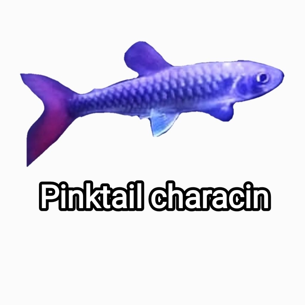 pinktail caracin