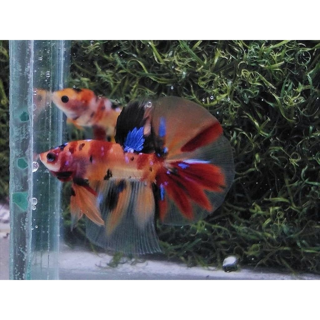 ikan cupang