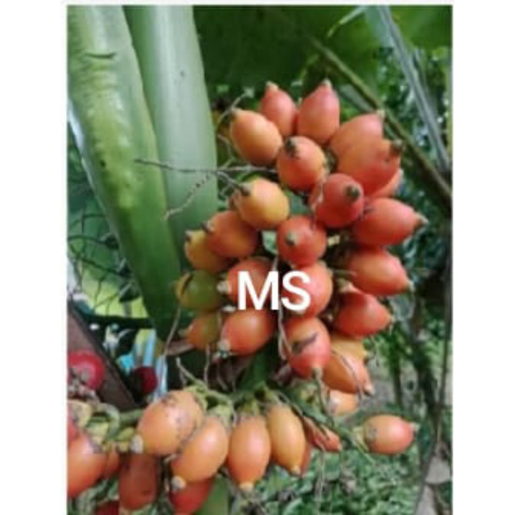 bibit jambe mini ready stok