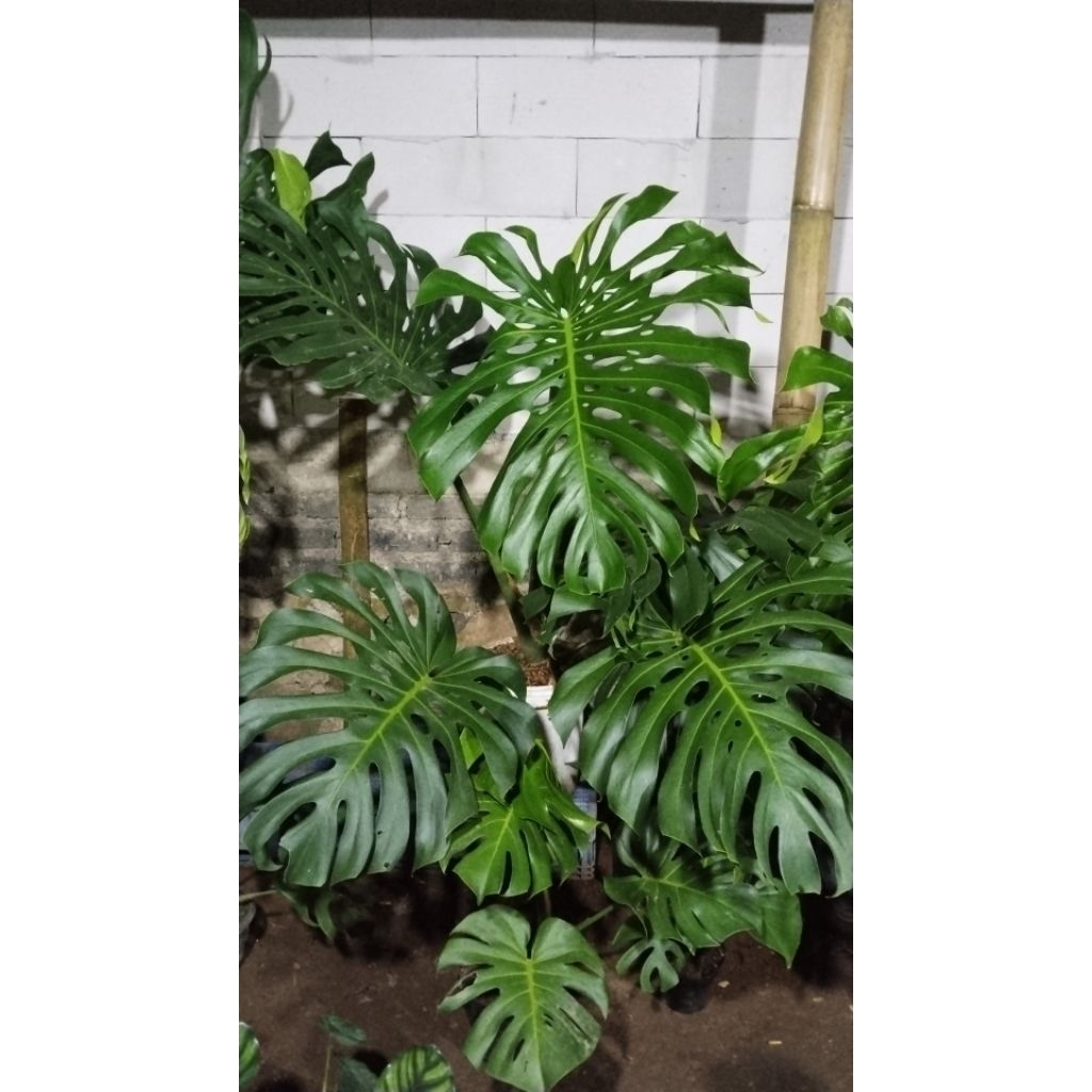 link Co Cargo Khusus monstera king