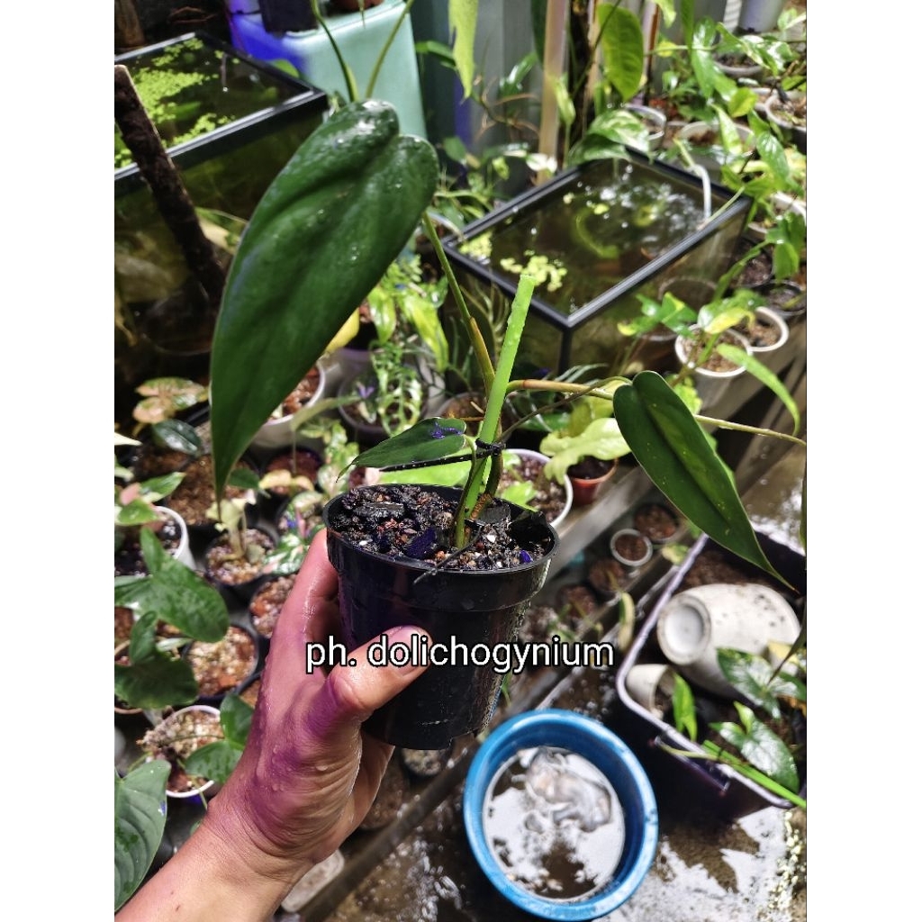 philodendron dolichogynium (sp macas