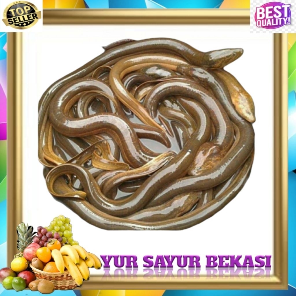 Belut Hidup 500gr.