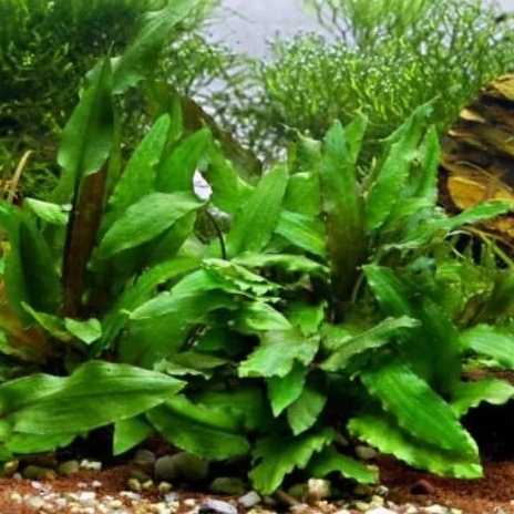 CRYPTOCORINE WENDTII GREEN