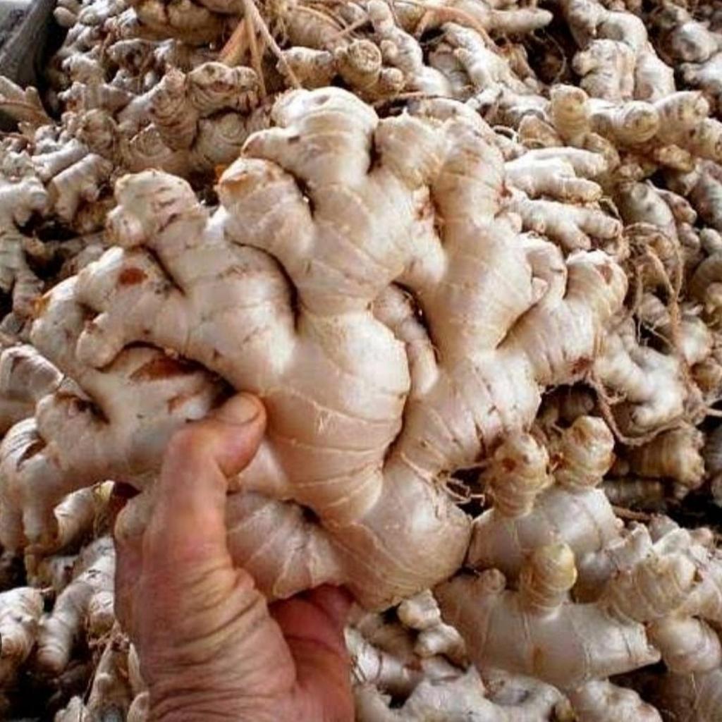 BIBIT TANAMAN JAHE HERBAL
