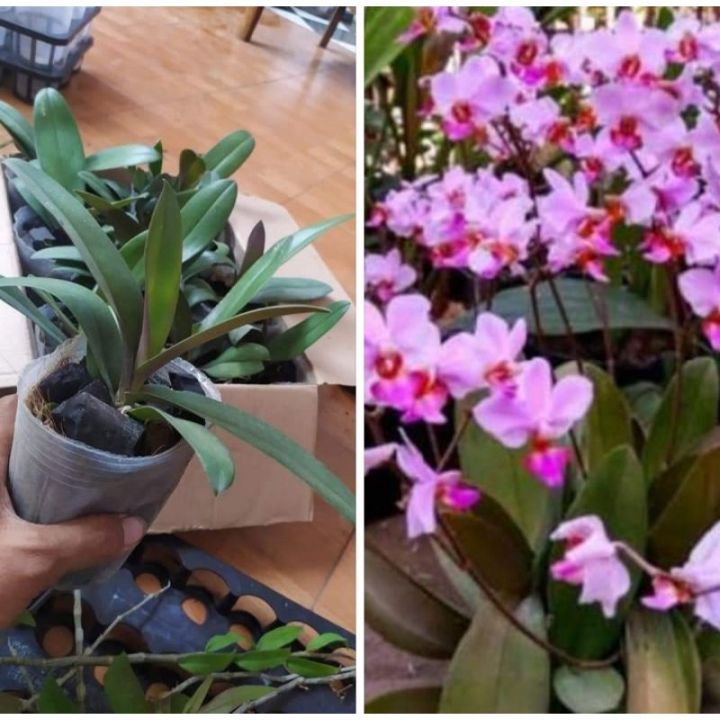 Anggrek Phalaenopsis Doritis Ungu