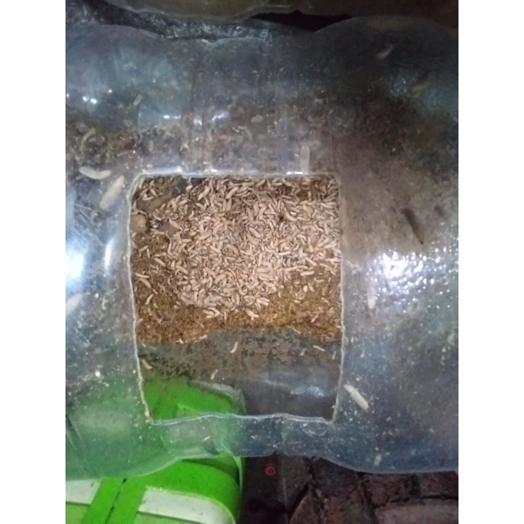 Maggot fresh 500 gram