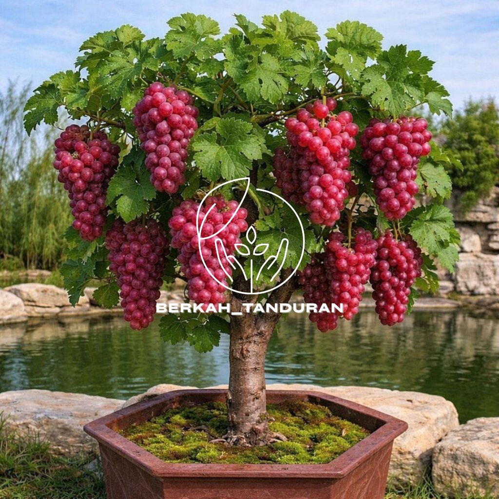 Bibit Anggur Import Jupiter Asli Grafting Super
