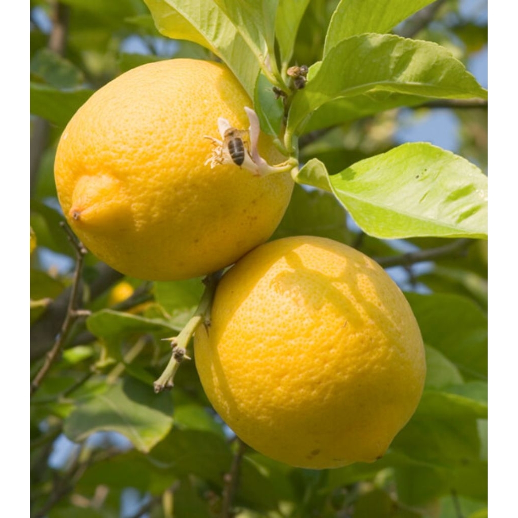 bibit buah jeruk lemonnn-berkahjayabibit
