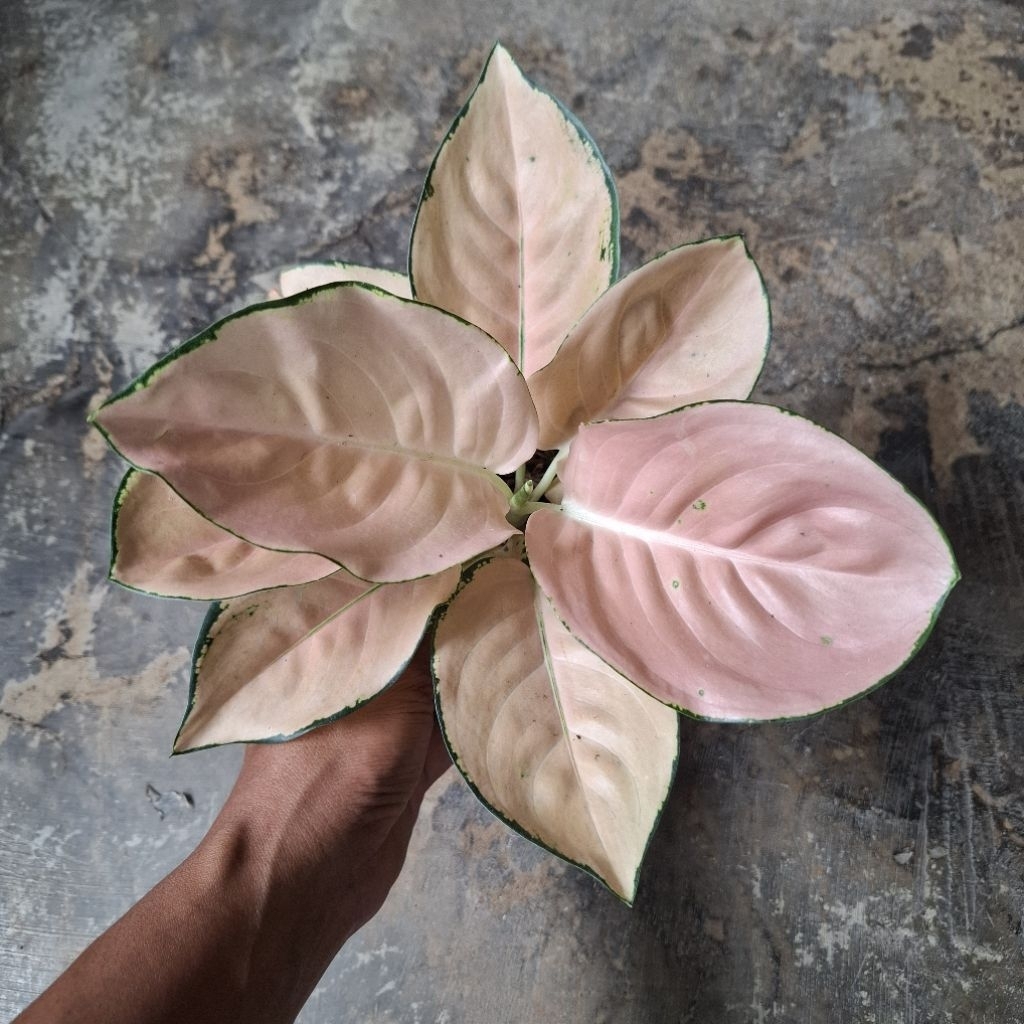 Aglonema SUKSOM PEACH