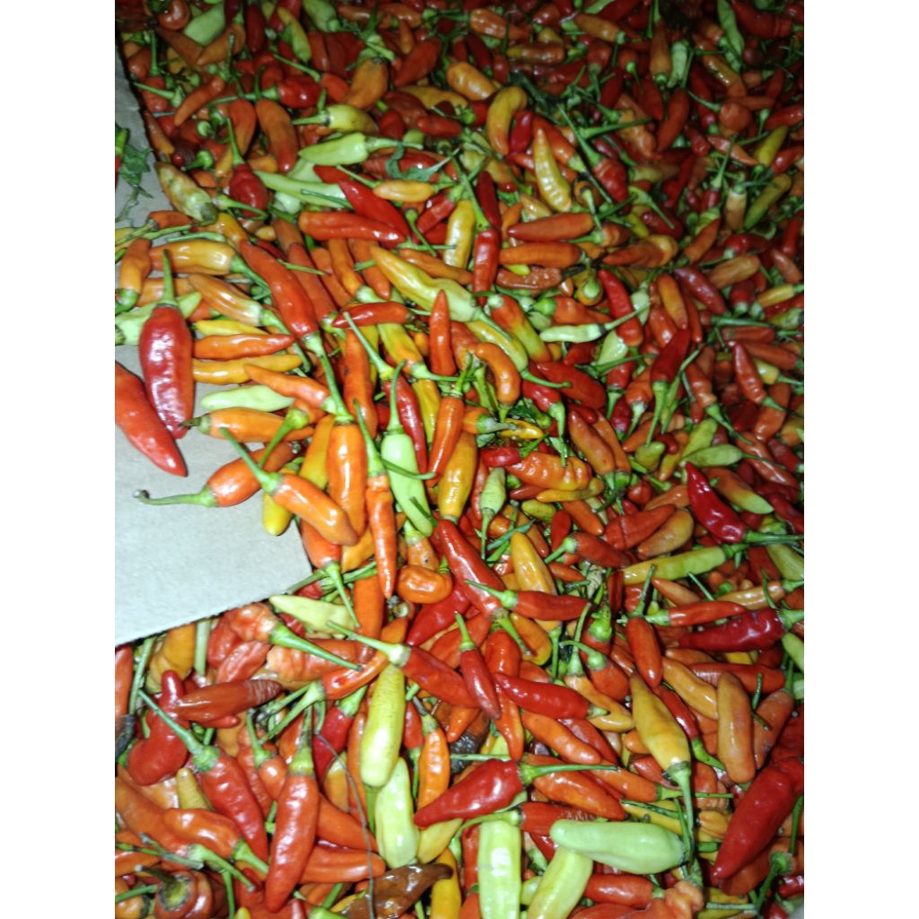 rawit merah ori