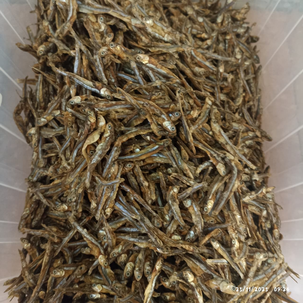 IKAN TERI TAWAR