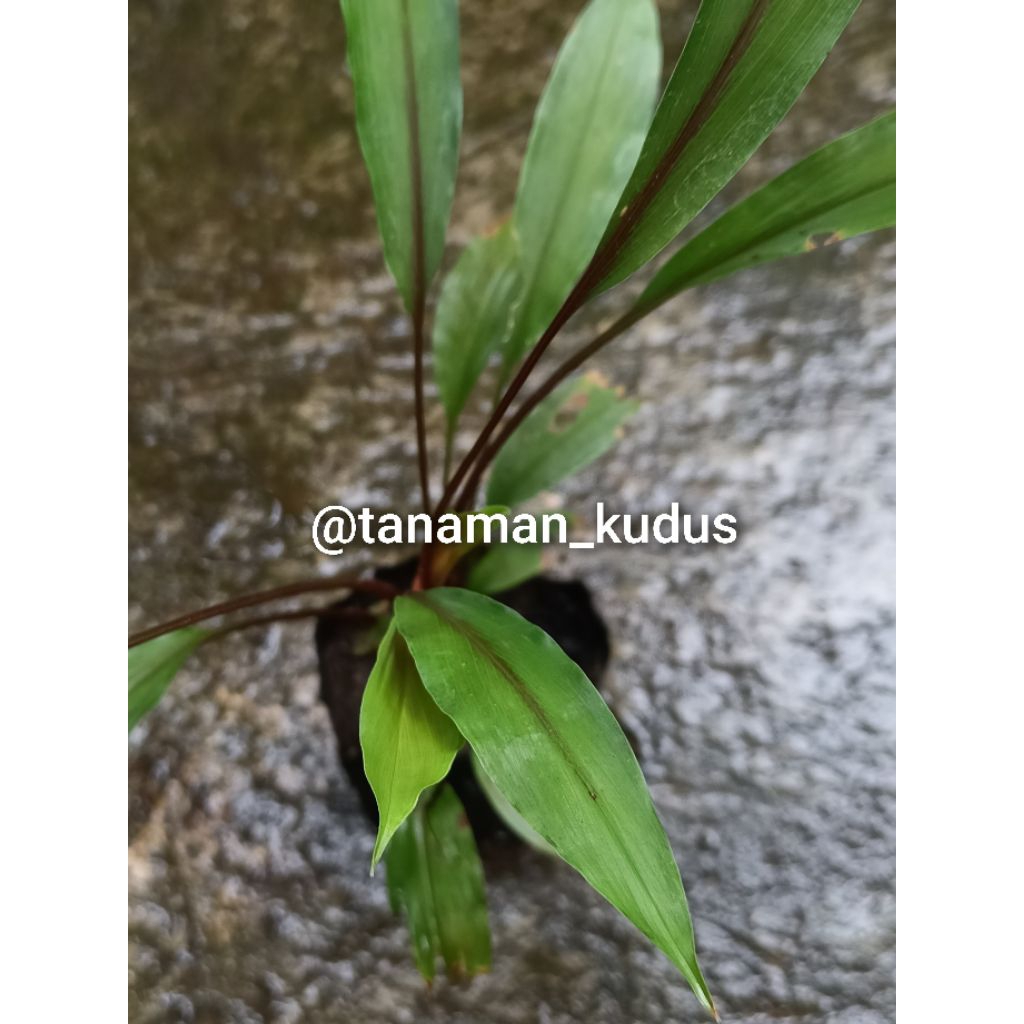 Tanaman KUNYIT MERAH