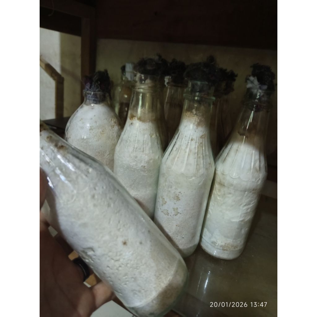 Bibit jamur lember