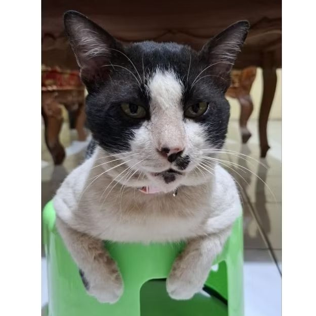 Celengan Kaleng