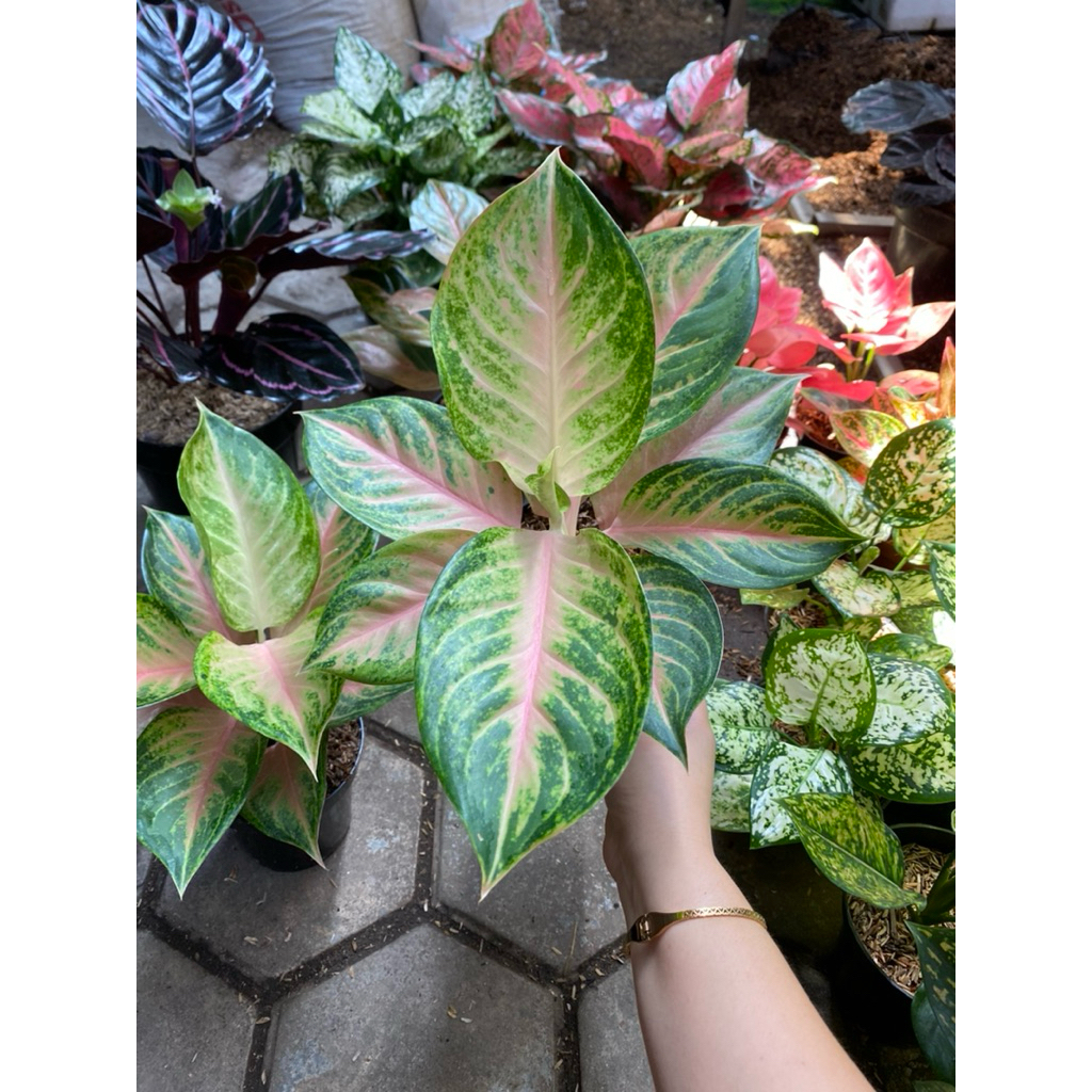 AGLAONEMA GENDHIS