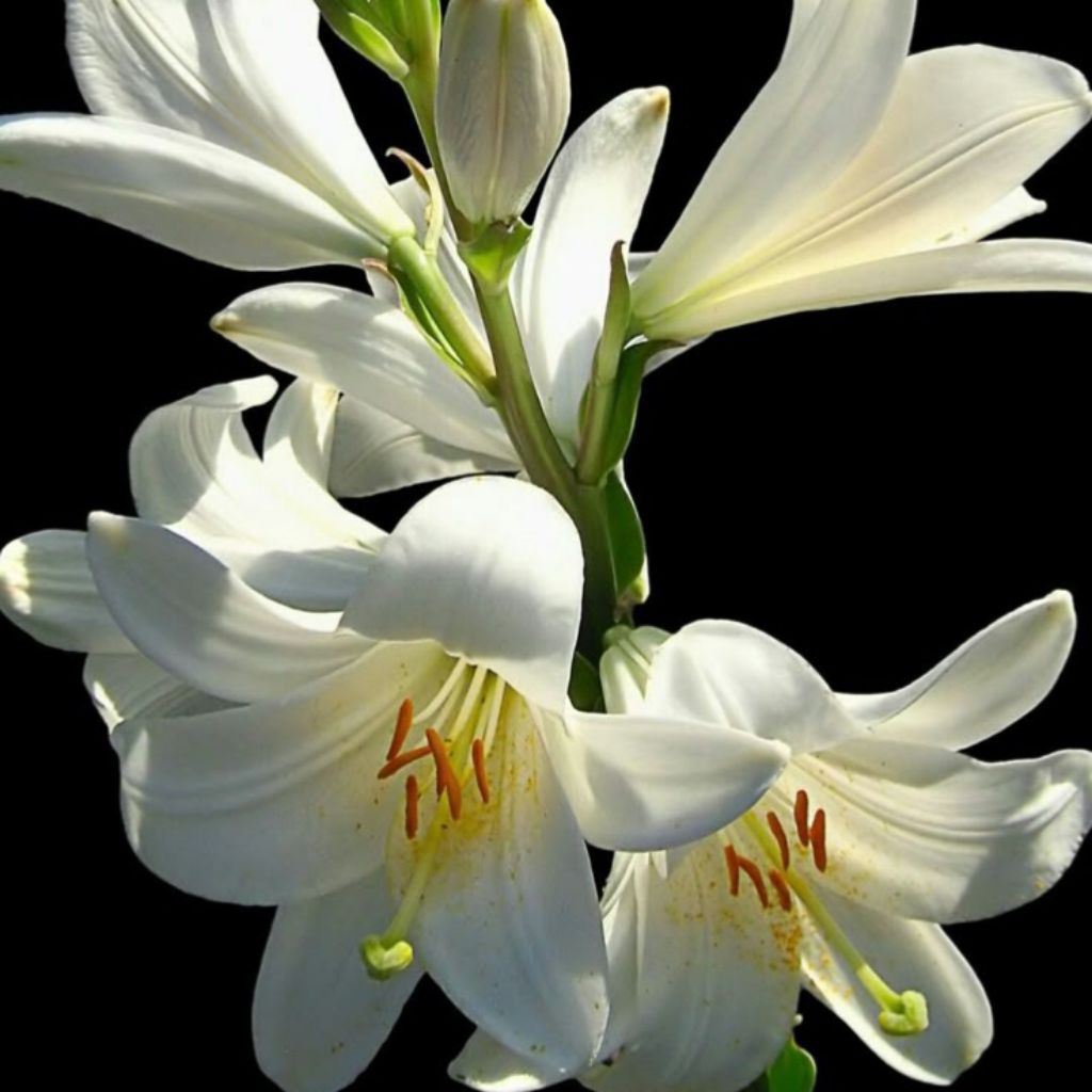 Suplemen Beauty Sdl Mlm