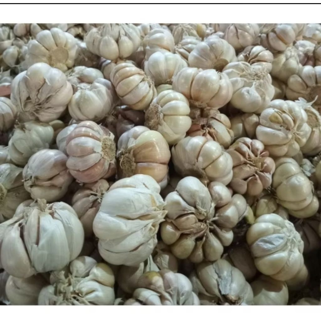 bawang putih