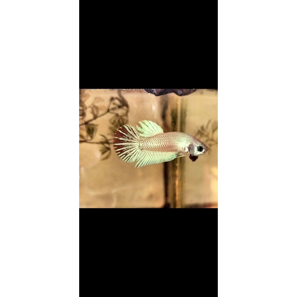 wild Betta Alien Gold Rare