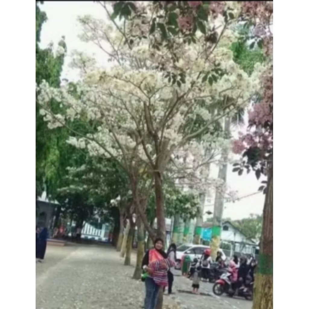 bibit bunga Tabebuya putih 1meter