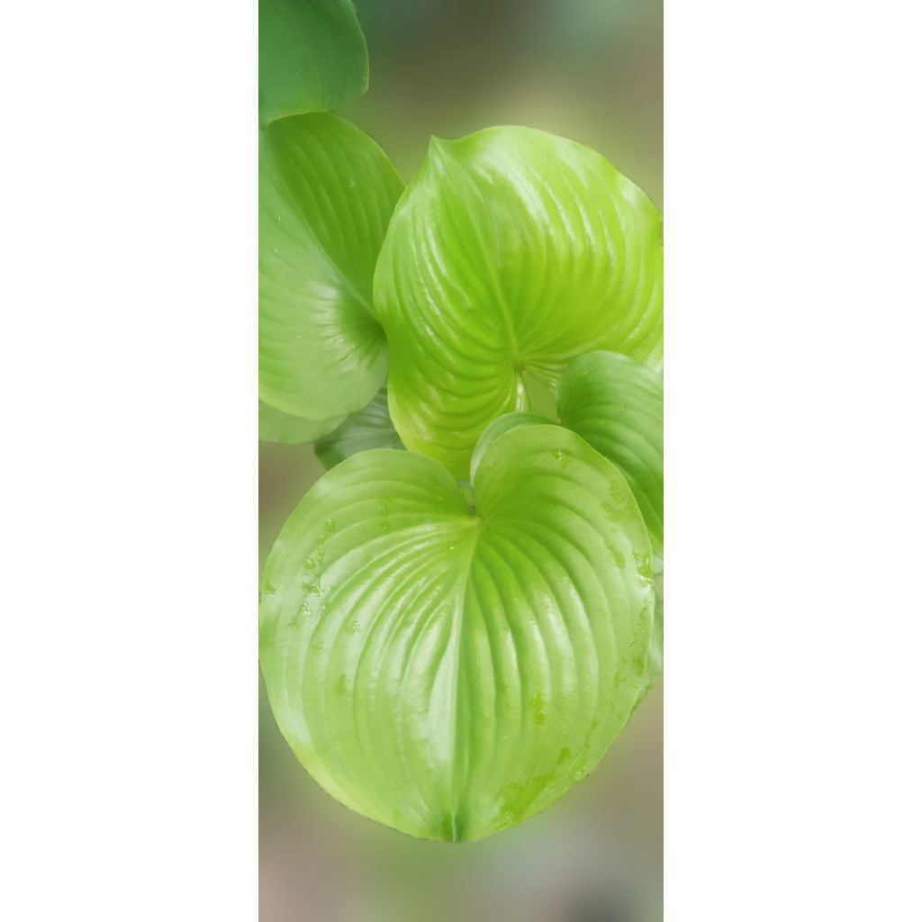hosta plataginea