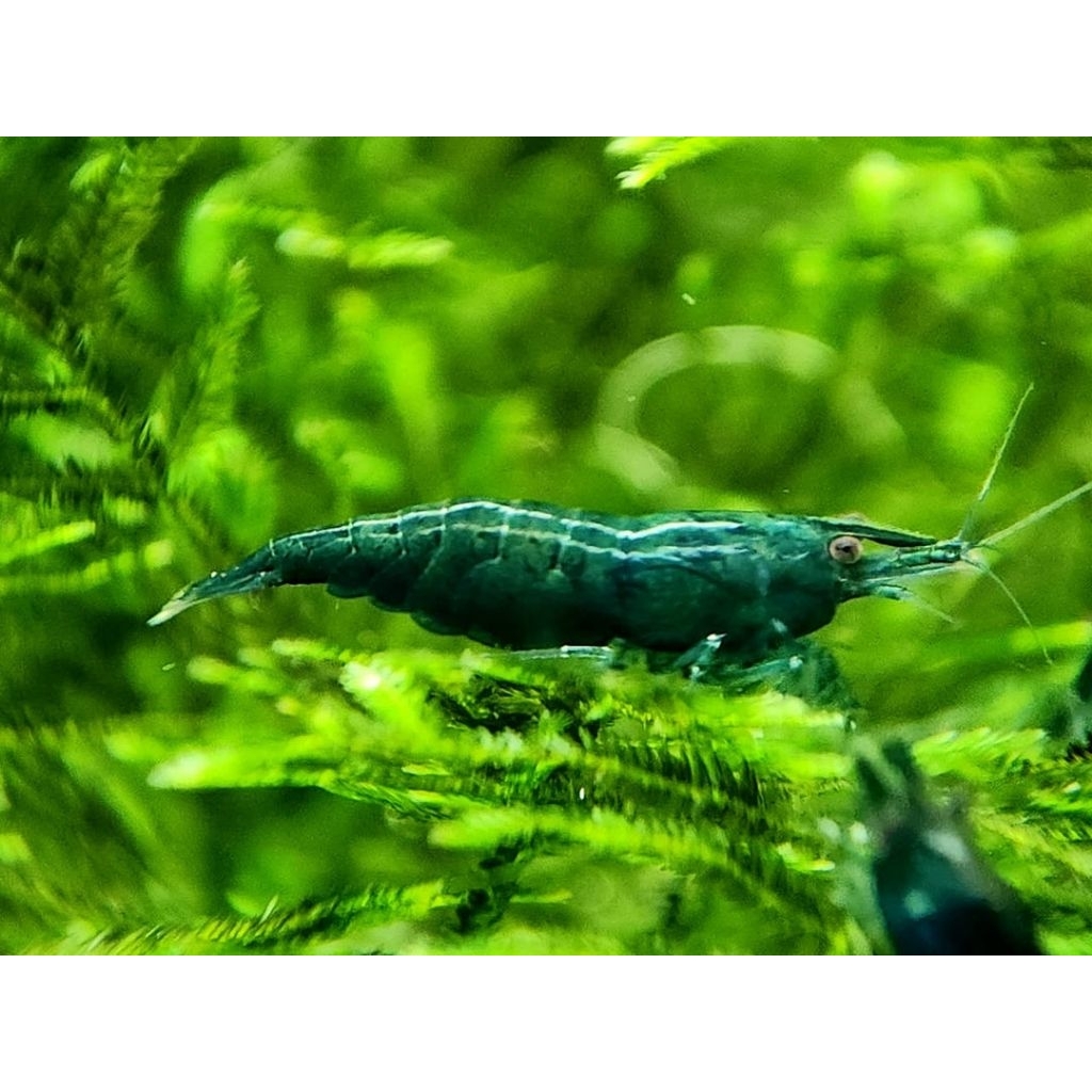 green hulk aquascape