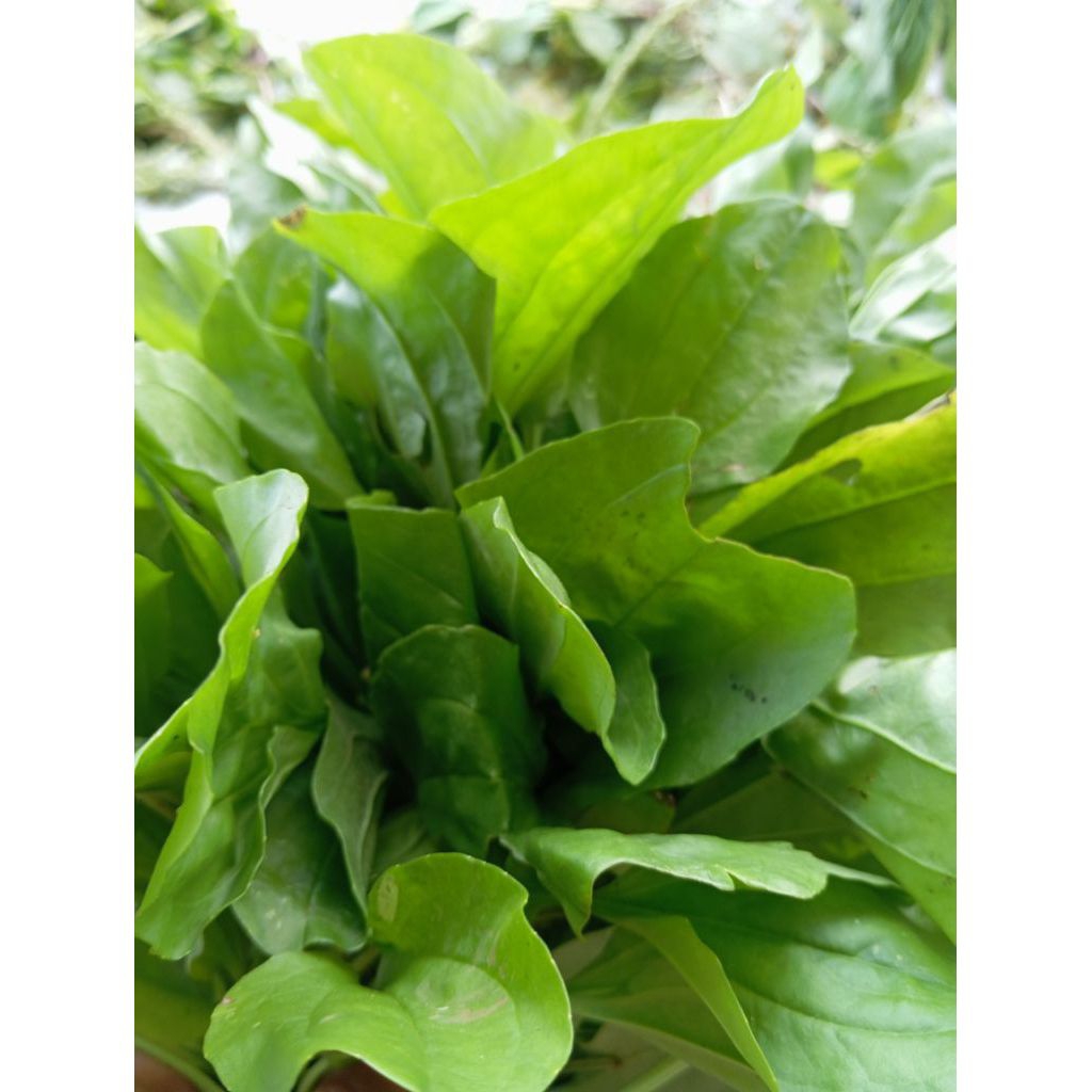 Daun kiurat segar 500gram