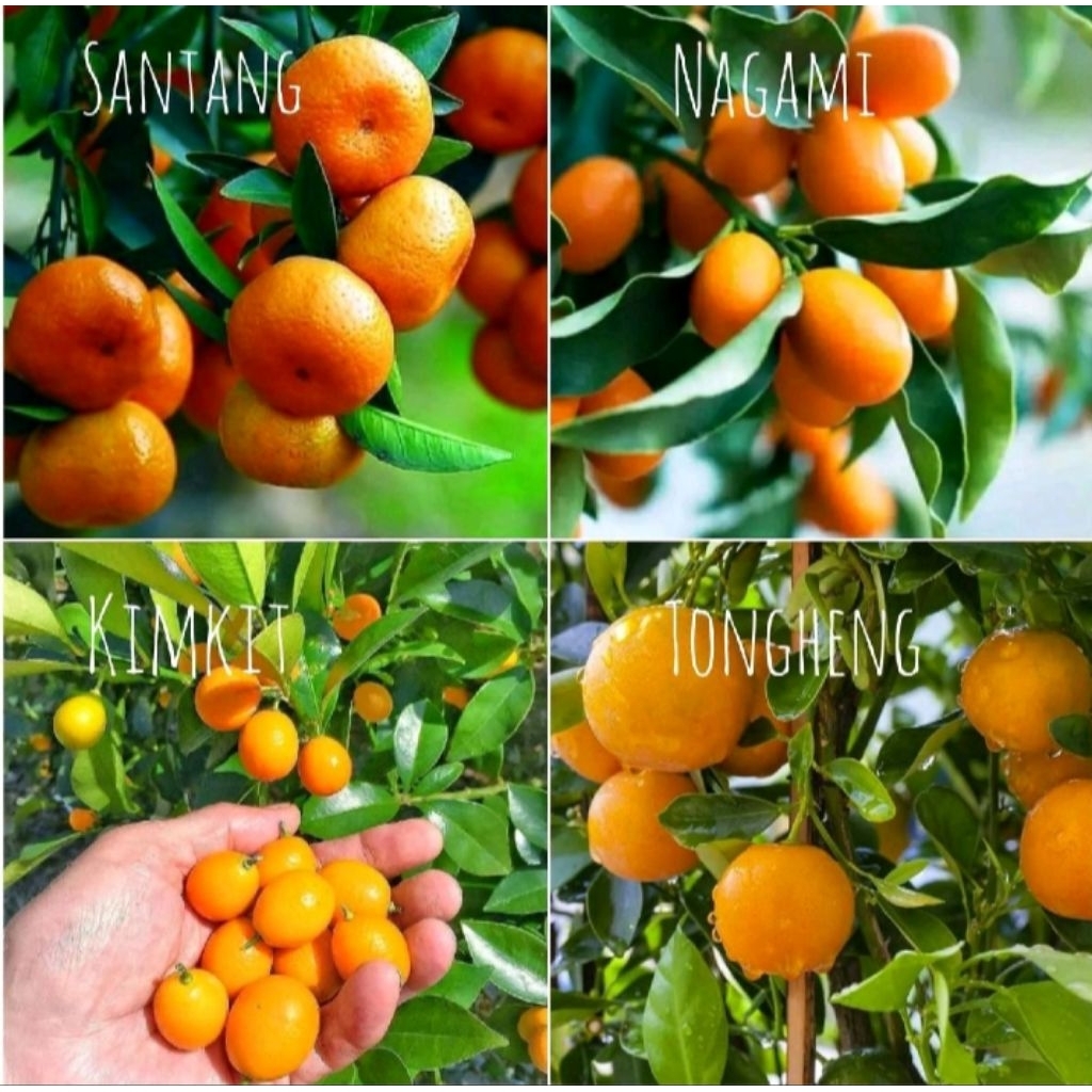 bibit jeruk madu macam2 jenis