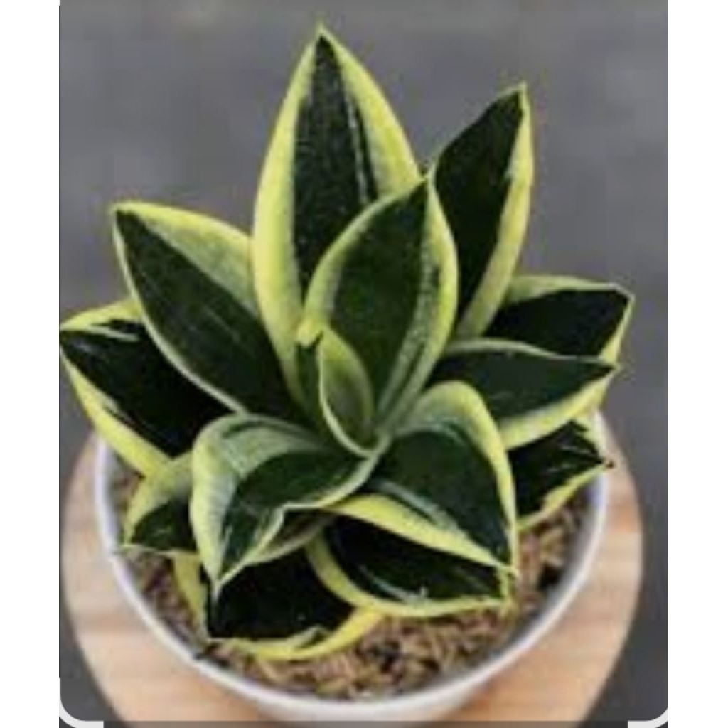 Sansevieria Pagoda