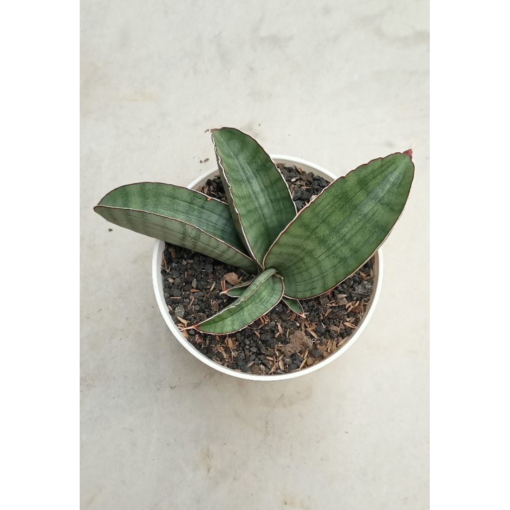 Sansevieria Silver Bat Roset