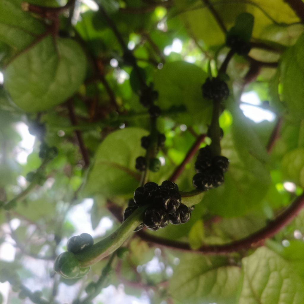 Buah Binahong.