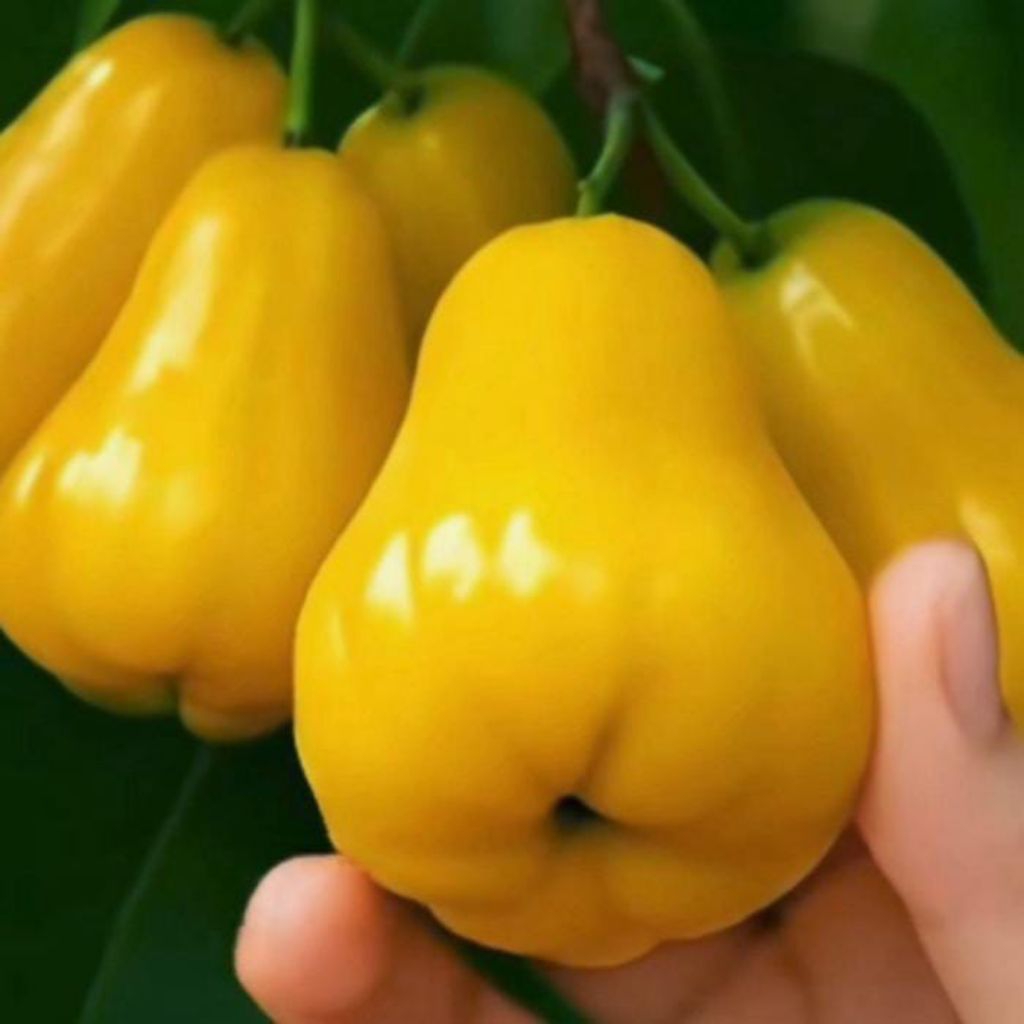 BIBIT JAMBU AIR MADU KUNING