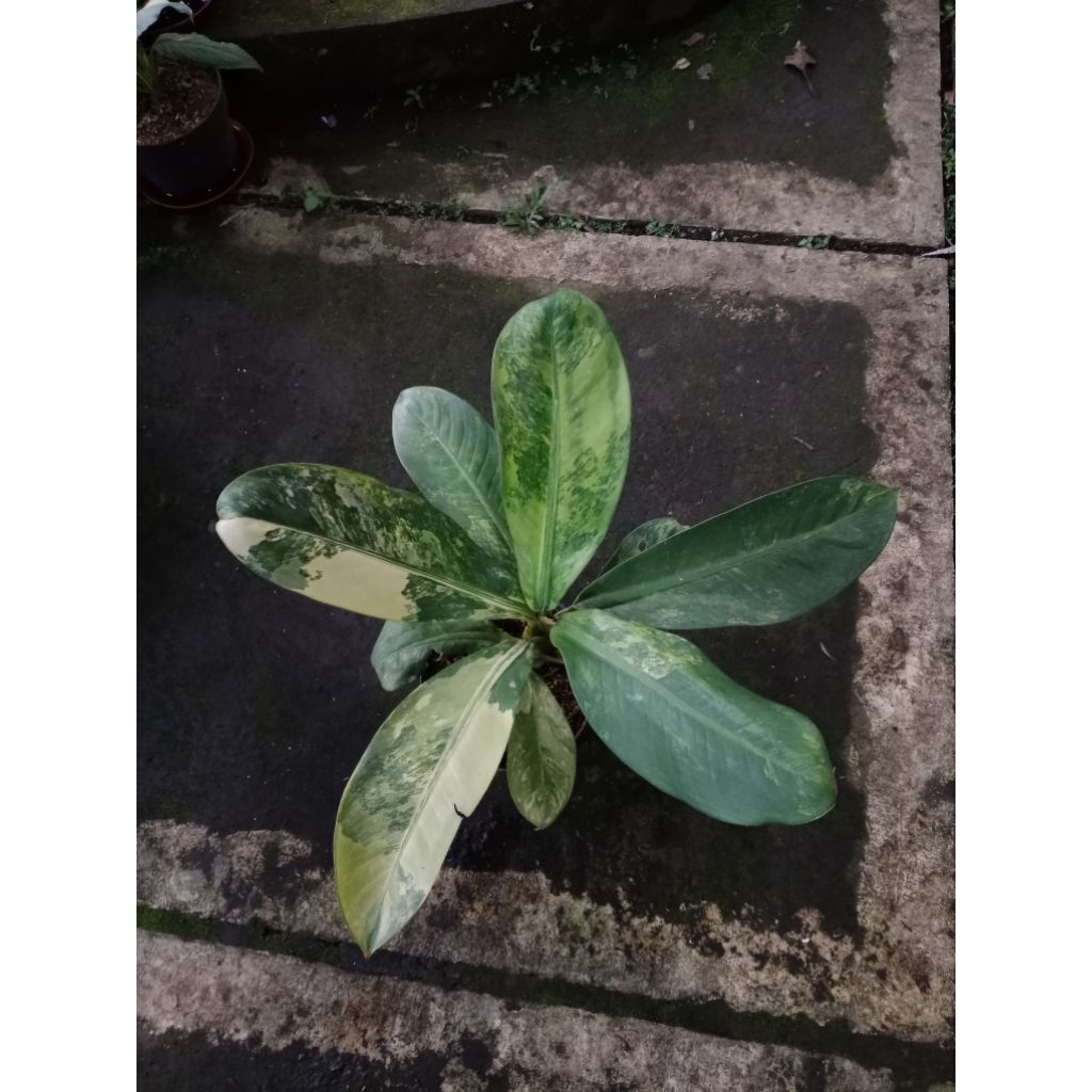 Tanaman diven panglima variegata