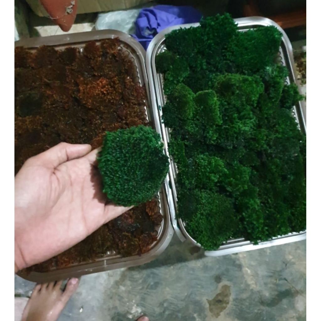 PRESERVEDMOSS/MOSS/LUMUT DARAT/perkilo