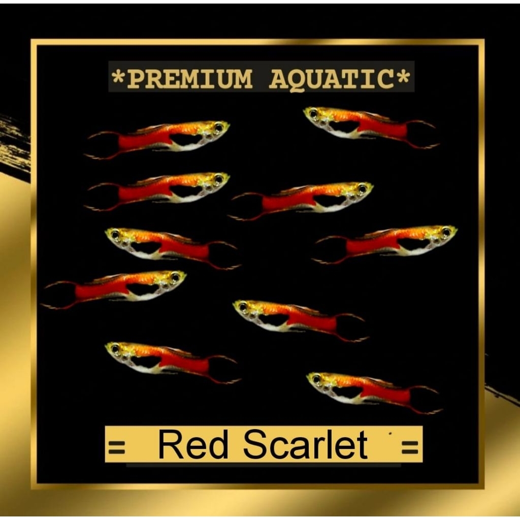 endler red scarlet