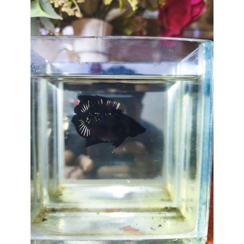 peralatan aquarium
