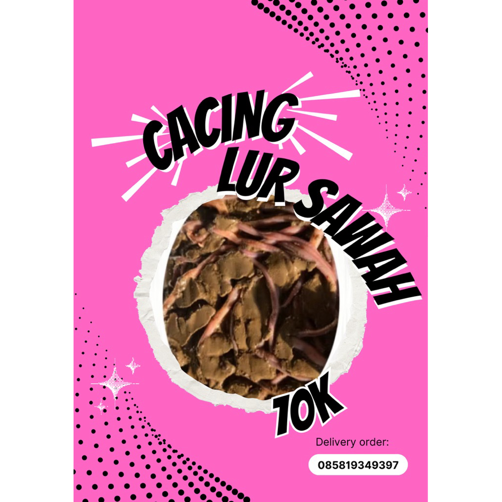cacing lur sawah (TOKO JOE)