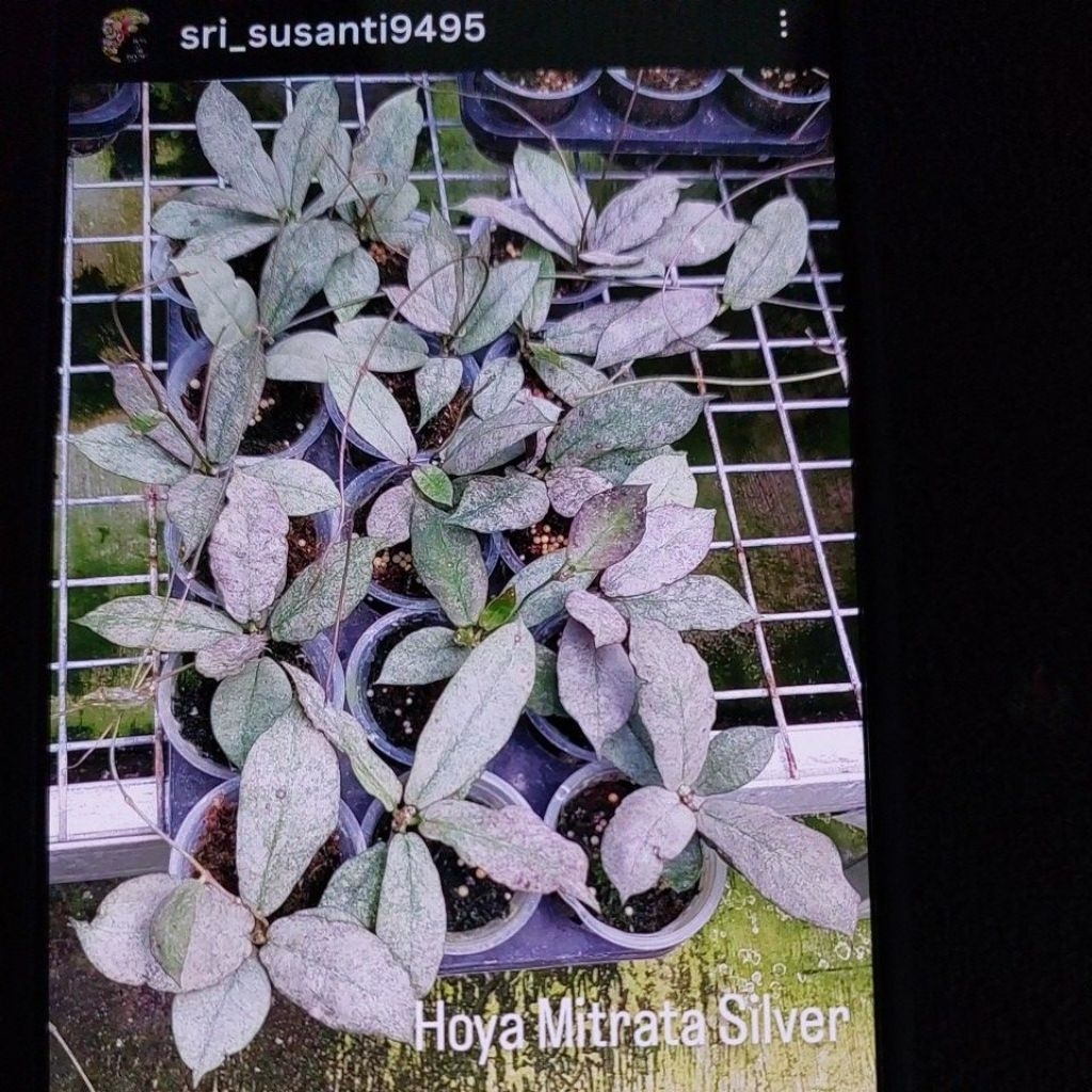 Hoya Mitrata Silver