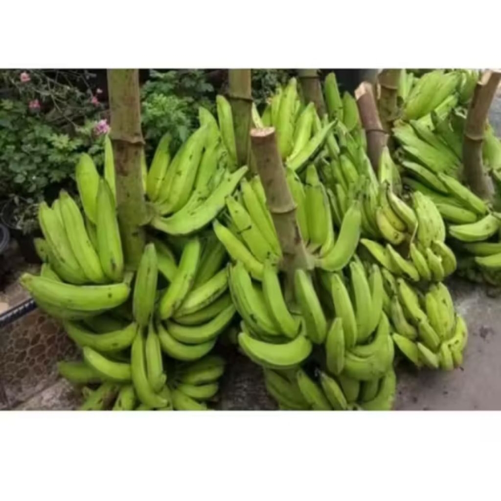 Pisangnangka